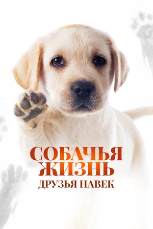 Постер: Собачья жизнь: Друзья навек